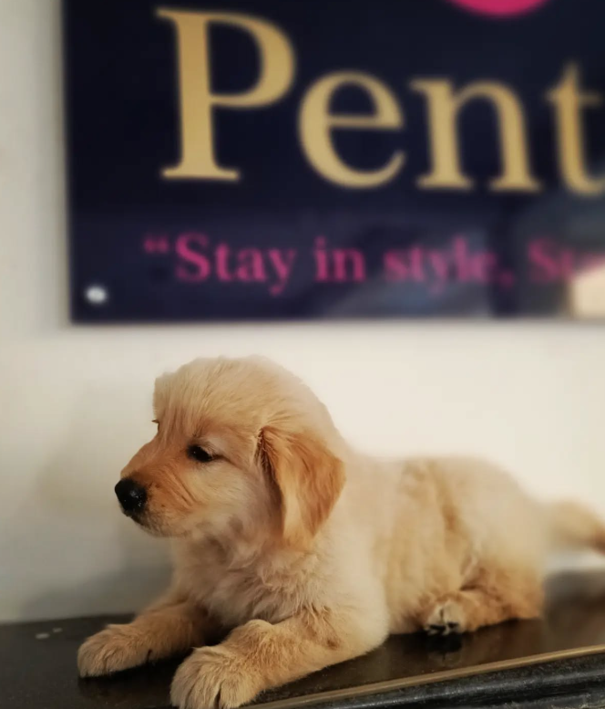 pentos womens hostel in anna nagar